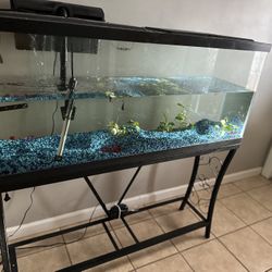55 Gallon Fish Tank With Fish And Small Snail Fish 