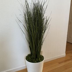 Plant For Staging Or Zoom Background - No Watering 