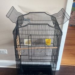 Bird Cage 