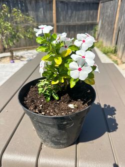 Plant
