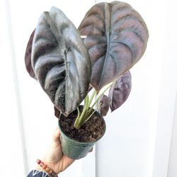 Alocasia Cuprea Red Secret Plant 4" Pot - Indoor House Plants 
