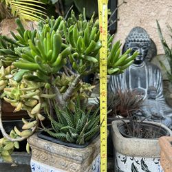 Plants    and Succulents 