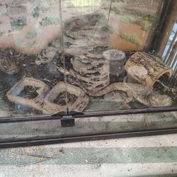 Large Reptile Tank 