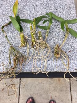 Dendrobium Brilliant Smile Plants