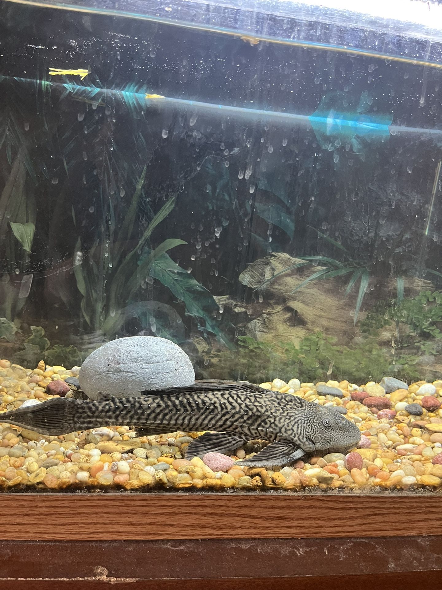 Fish aquarium With One Pescoscomus (fish)