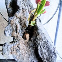 Succulent Rock Planter 