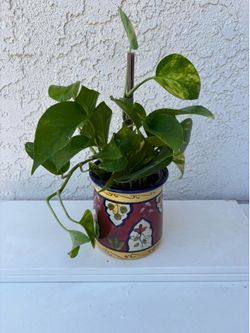 Golden Pothos