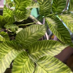 ‘Golden Zebra’ Bamboo Fern | 4″ Pot | The Prettiest Little Thing Ever | Imagine A Full Basket