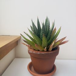 Succulent Plant - including pot, easy to treat!
