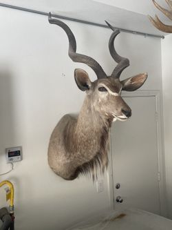 South African Kudu