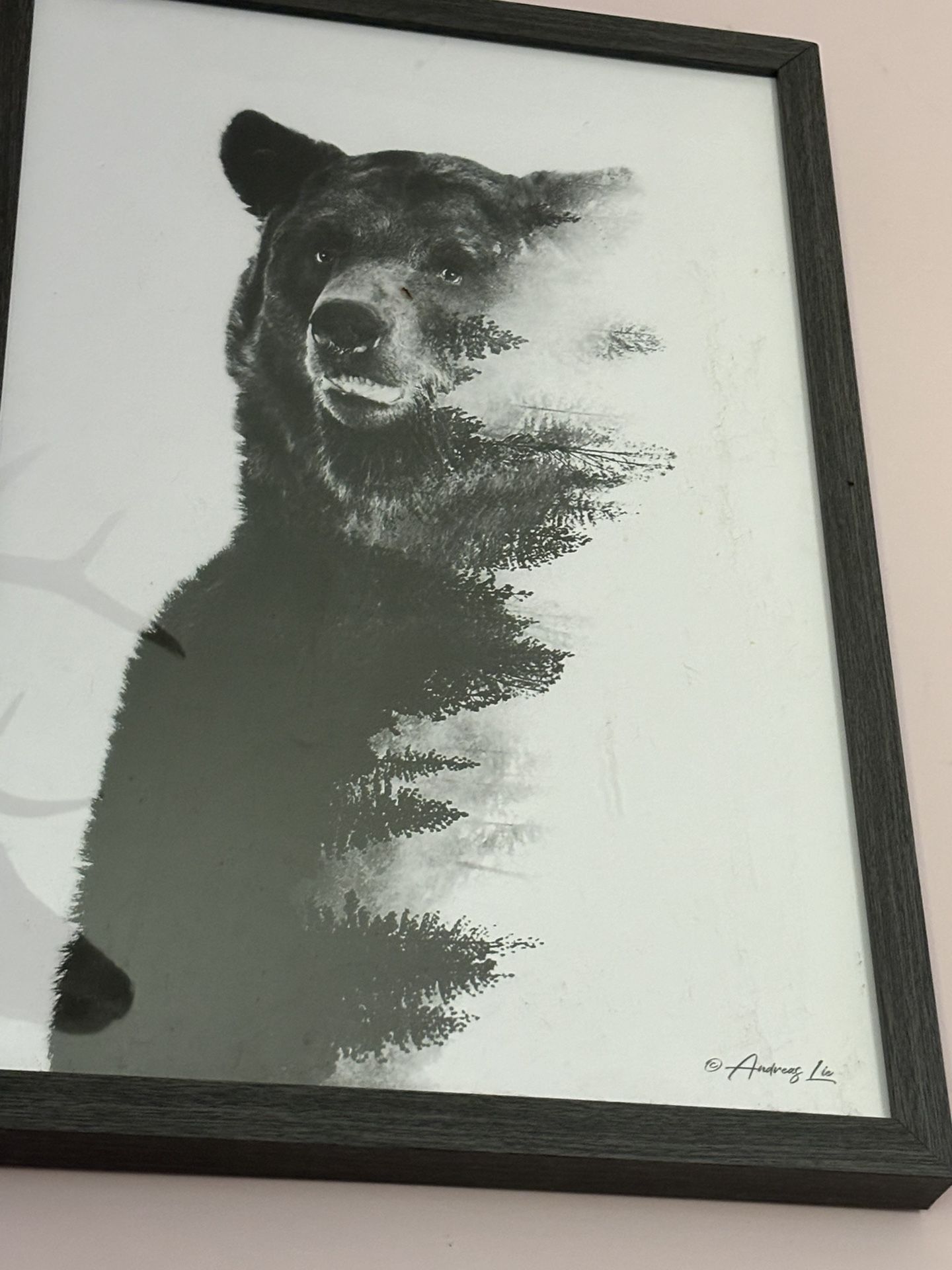 Bear Photo