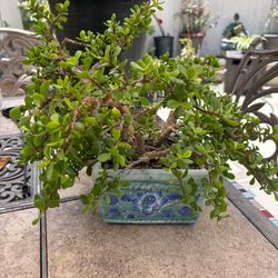Succulent plant