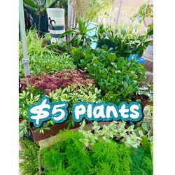 Plants Sale🌿🌿$5 each