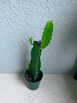 Euphorbia  plant