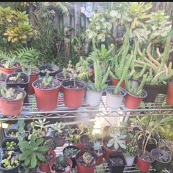 Succulents Cacti Houseplants