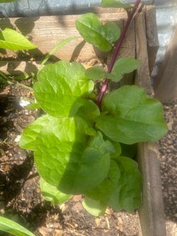 Espinaca malabar