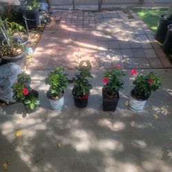 Brazilian Jasmine Plant 