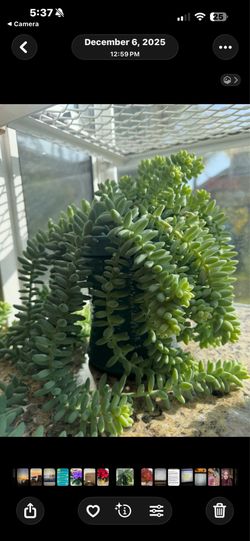 Burro's Tail
