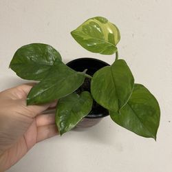 Global Green Pothos Plant 
