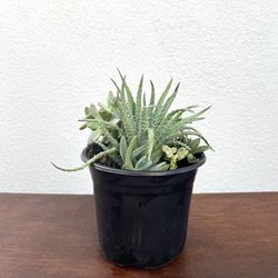 Succulents - Mixed Succulents Bowl - Succulent Bowl