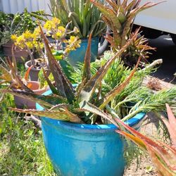 Suckilints Plants For Adoption.