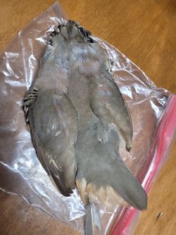 Dried Chukar Partrage Skin 