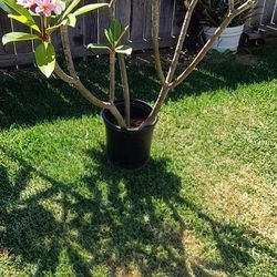 Aprox.  4 Ft/ Pies.   Light Pink White Hawaiian Plumeria 
