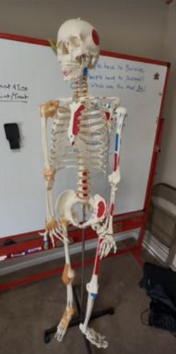 Ultrassisst Life Size Anatomical skeleton