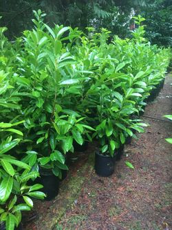English Laurel