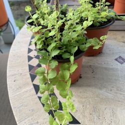 3 Creeping Jenny Ground Cover Plants.  Bright Green Leaves, Can Be Used In Ground Or To Hang From Pots, Comes Back Every Year Part Of The Sedum Family