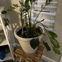 Verity Of Indoor Plants 