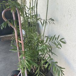 5 plants fresh soil and planters included  all for 50.00