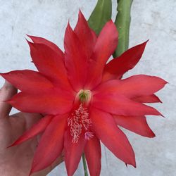 Epiphyllum Cactus Blooming Plant, In 1 Gallon Pot Pick Up Only