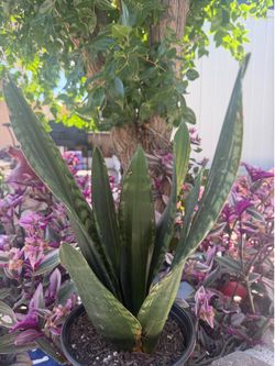 Snake plant silver edge
