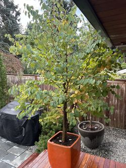 Mature /Healthy Katsura Trees For Sale 10 ft. Tall