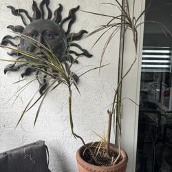 Plant