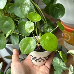 Chinese Money Plant