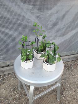 English Ivy Plant in 4" Ceramic Pot