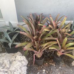 Bromeliad Plants 