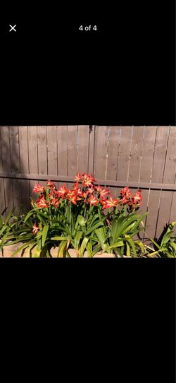 Amarilis o azucenas (bulbs)