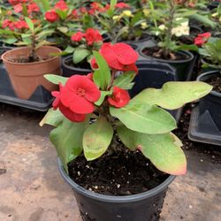 Crown of Thorns Queen Millionaire Euphorbia Milii Hybrid
