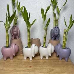 Lucky Bamboo Plants In Small Ceramic Puppies Pots ($5 each)