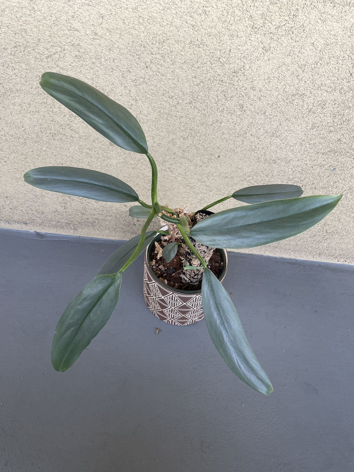 Philodendron Silver Sword (Narrow)