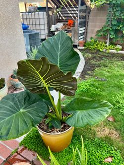 Large Alocasia Regal Shields Elephant Ear Plant