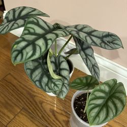 Alocasia Mythic Silver Dragon Plant