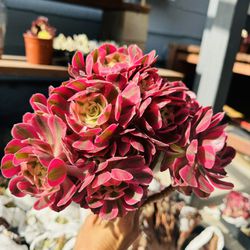 Aeonium Pink Witch Imported 