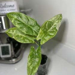 Alocasia ’Acuminata Albo’ - Rare