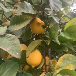 Limones Orgánicos   4x 1 Dollar