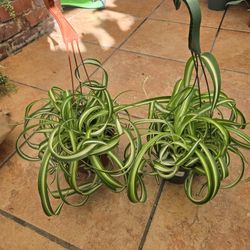 Spider Plants