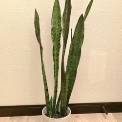 Snake plant in ceramic pot